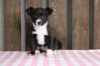 Fox Terrier Mix 