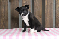 Fox Terrier Mix 