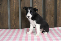 Fox Terrier Mix