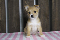 Fox Terrier Mix