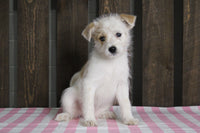 Fox Terrier Mix