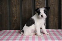 Fox Terrier Mix