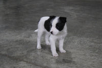 Fox Terrier Mix