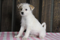 Fox Terrier Mix