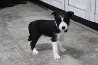 Fox Terrier Mix