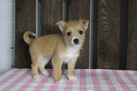 Fox Terrier Mix