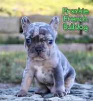 Frankie Male French Bulldog $1495