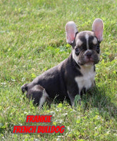 Frankie Male AKC French Bulldog $1350