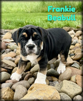 Frankie Male Beabull $1395