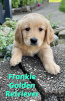 Frankie Male AKC Golden Retriever $850
