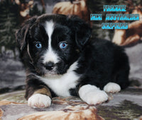 Frankie Male AKC Mini Australian Shepherd $575