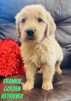 Frankie Male AKC Golden Retriever $650