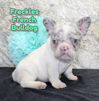 Freckles Male AKC French Bulldog $2000