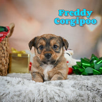 Freddy Male Corgipoo $750