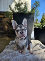 French Bulldog