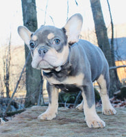 French Bulldog