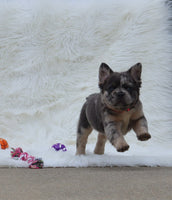 Fluffy French Bulldog