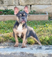 French Bulldog