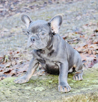 French Bulldog