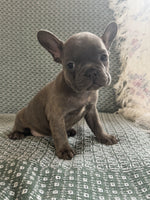 French Bulldog 