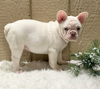 French Bulldog 
