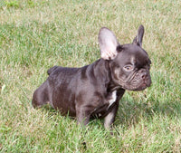 French Bulldog