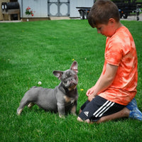 French Bulldog
