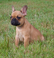 French Bulldog