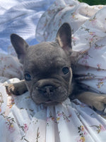 French Bulldog