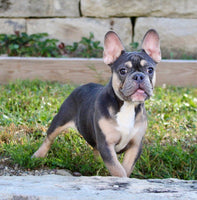 French Bulldog