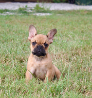 French Bulldog