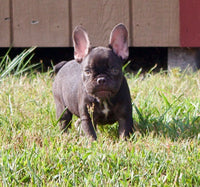 French Bulldog