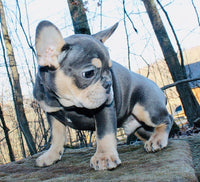 French Bulldog