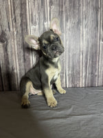 French Bulldog