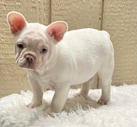 French Bulldog 