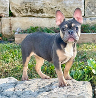French Bulldog