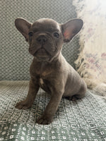 French Bulldog 