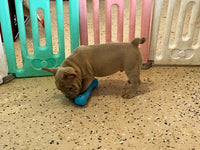 Ernie Male AKC French Bulldog $1450