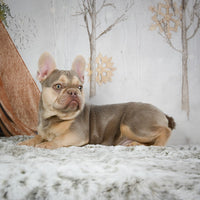  French Bulldog 