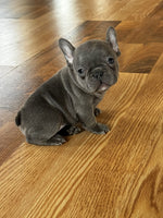 French Bulldog