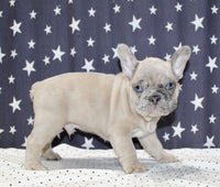 French Bulldog 