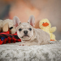 French Bulldog