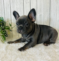 French Bulldog