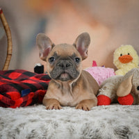 French Bulldog