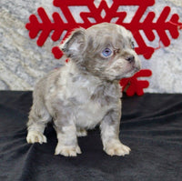 Fluffy French Bulldog 