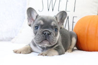 Fluffy French Bulldog