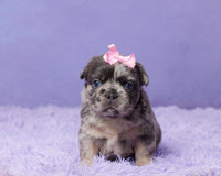 Fluffy French Bulldog