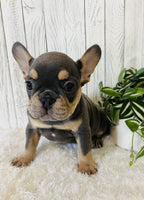 French Bulldog