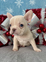French Bulldog