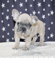 French Bulldog 